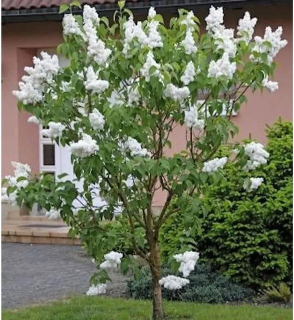 Fiederblättriger Flieder Syringa pinnatifolia in Weiß oder Rosa, Höhe: 40-60 cm - Bild 1