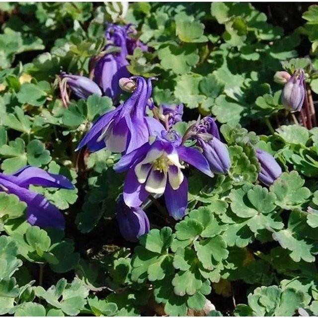 Aquilegia flabellata Zwergakelei Cameo Blau-Weiß als mehrjährige Pflanze für Steingarten und Mauerwerksbegrünung - Bild 1