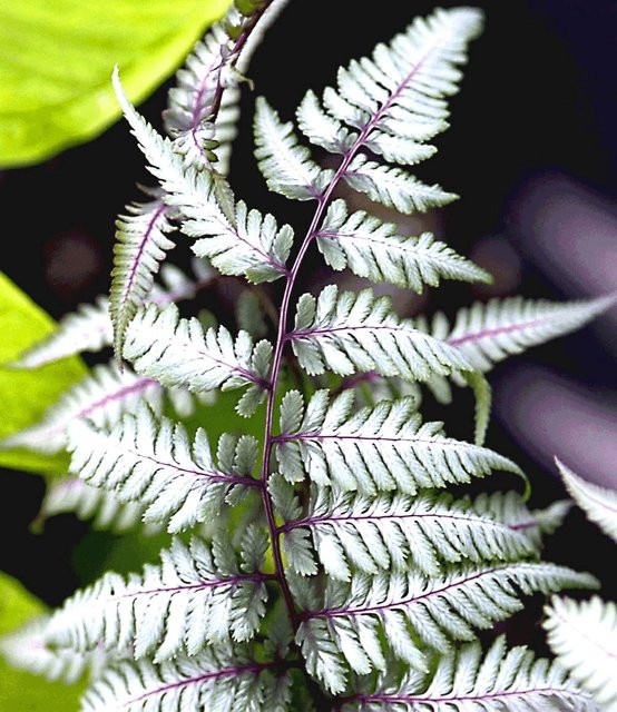 Schmuck-Farn Silver Falls® - Bild 1