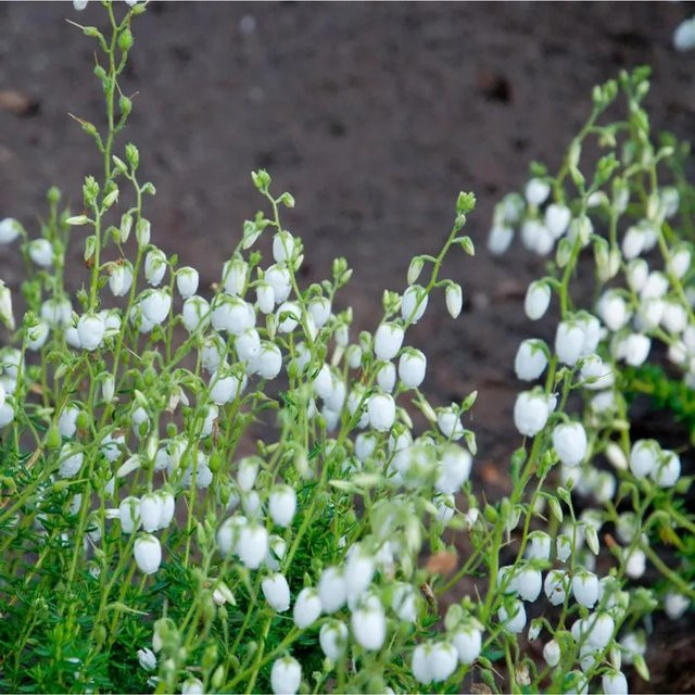 10x Irische Heide Alba Daboecia cantabrica als weißer Bodendecker für den Außenbereich - Bild 1