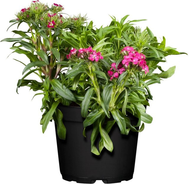 GROW by OBI Rosa Bartnelke Dianthus barbatus als Staude im Topf - Bild 1