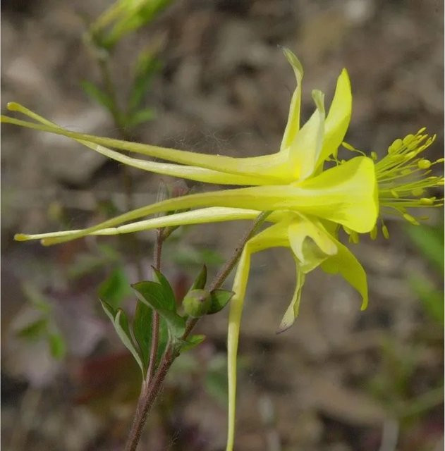Akelei Denver Gold Aquilegia chrysantha gelbe Staude für deinen Garten - Bild 1