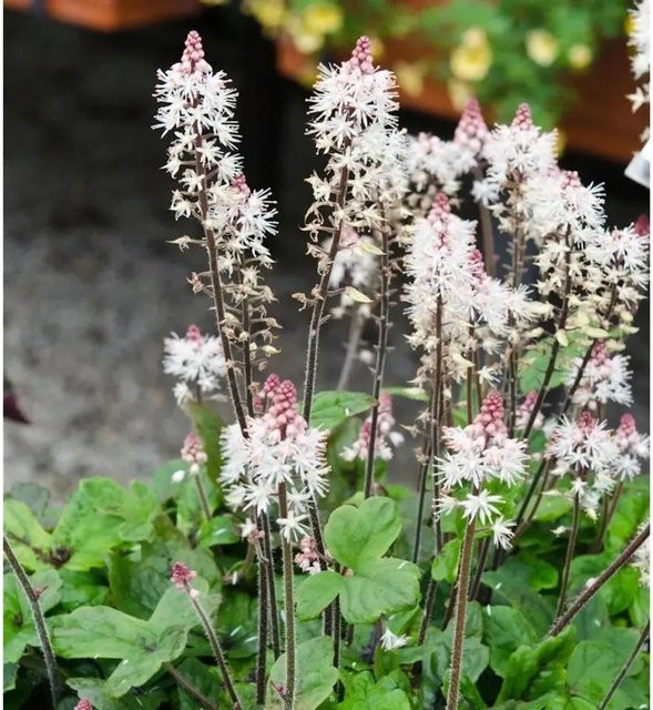 Tiarella Spring Symphony Zipfelblättrige Garten Schaumblüte, Weiß, Staude - Bild 1