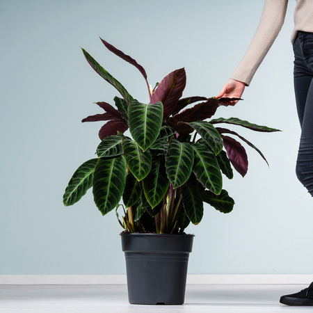 Calathea Warscewiczii Zimmerpflanze von BLUME2000