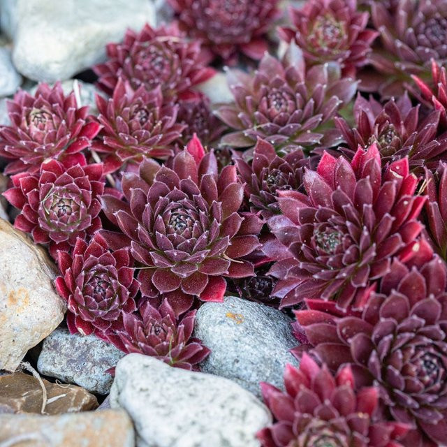 Hauswurz in Rot als winterharte Gartenpflanze von Mein schöner Garten Shop - Bild 1
