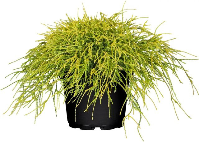 OBI Faden-Zypresse Filifera Sungold Gelb als Topfpflanze, Höhe: 5 - 10 cm - Bild 1
