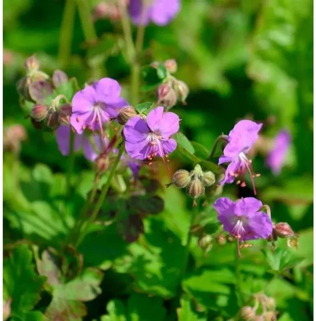Storchenschnabel Cambridge Geranium cantabrigiense als pflegeleichte Gartenstaude von Nr-01.de - Bild 1