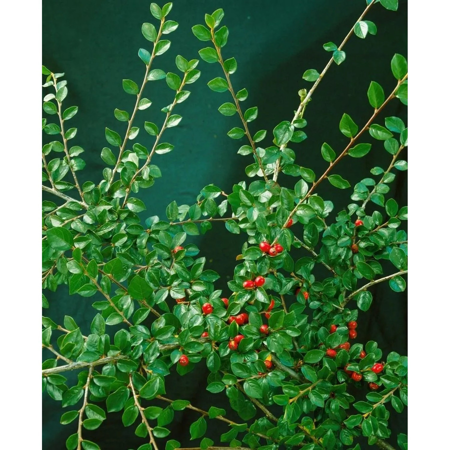 Cotoneaster Divaricatus Strauchmispel als Zierstrauch für den Garten, Höhe: 40–60 cm - Bild 2