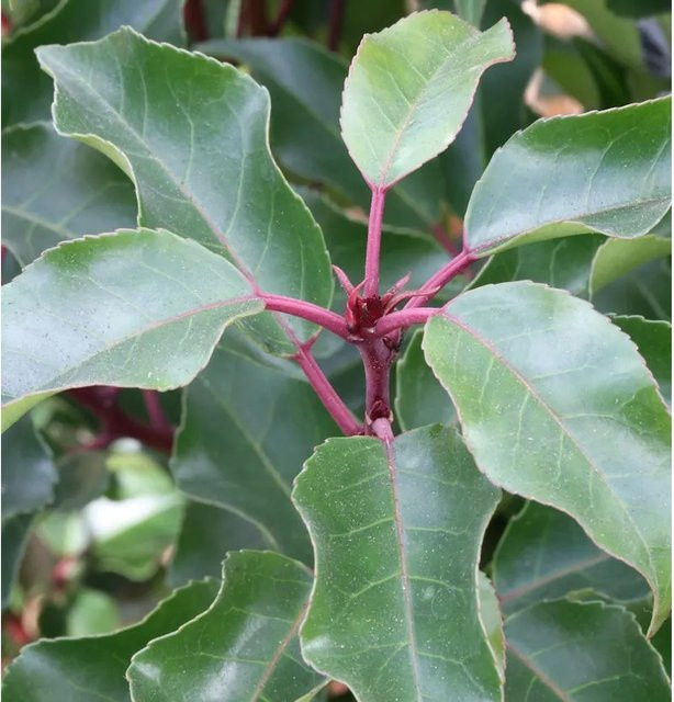 Portugiesische Lorbeerkirsche Brenelia Prunus lusitanica als grüne Heckenpflanze, Höhe: 40-60 cm - Bild 1