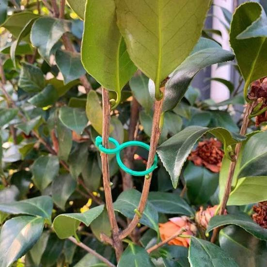 Talos home Garden Gartenpflanzenklammern aus Kunststoff für Innen- und Außenbereich, 100 Stück - Bild 3