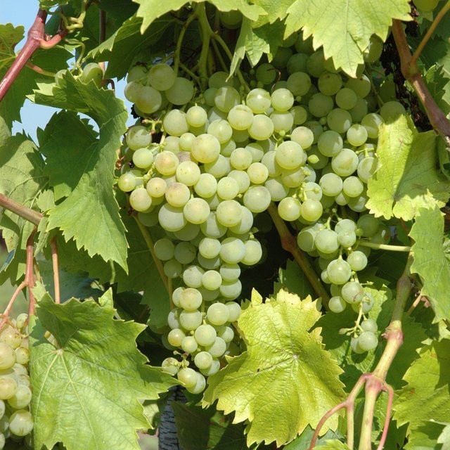 Bio Weinrebe Phönix Vitis vinifera gelb - Bild 1