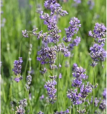 Echter Lavendel Munstead Lavandula angustifolia lila Staude für den Garten von Nr-01.de
