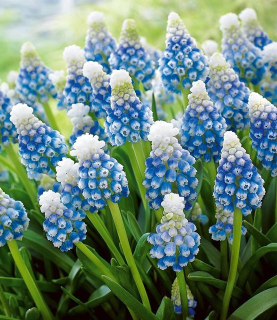 Muscari Mountain Lady Traubenhyazinthe - Bild 1