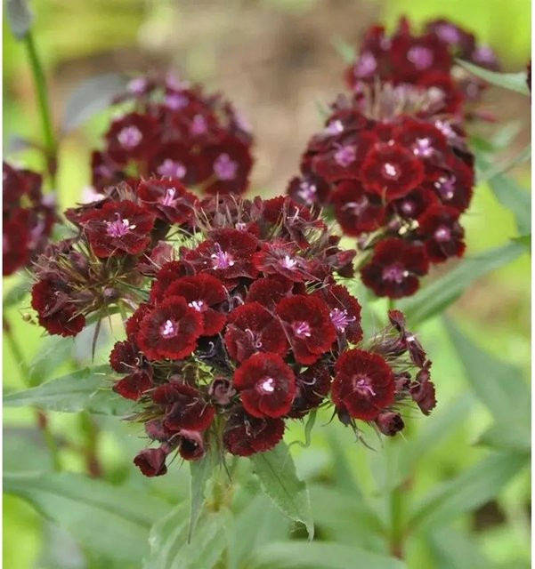 Bartnelke Sooty Dianthus barbatus Stauden für den Garten - Bild 1