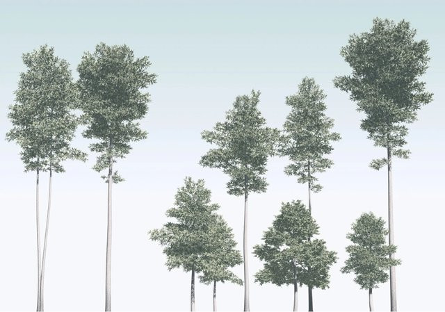 Komar Fototapete Vlies Pines B: 400 cm, H: 280 cm - Bild 1