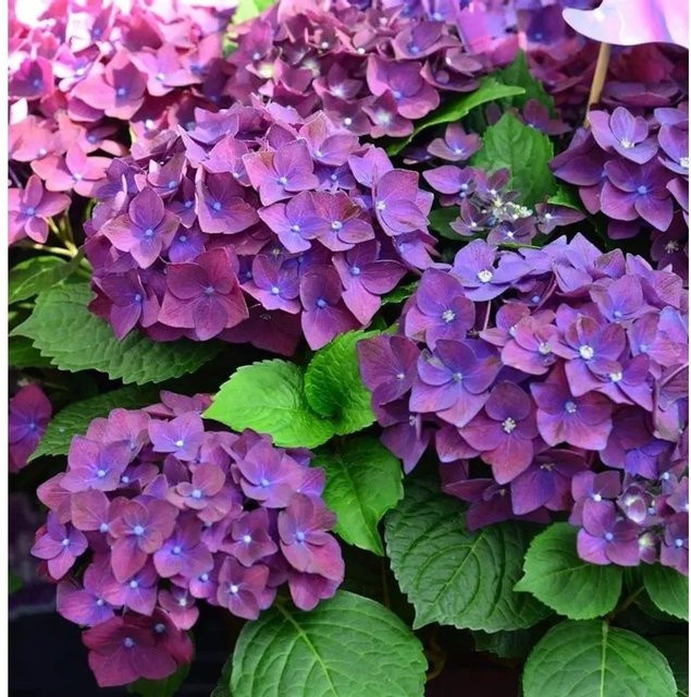 Bauernhortensie Frisbee Purple Hydrangea macrophylla von Nr-01.de in lila Farbe - Bild 1