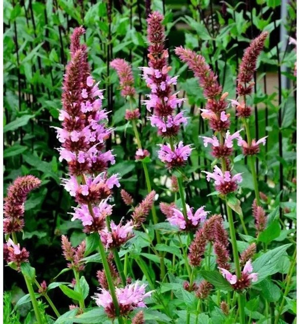 Rosa Ysop Hyssopus officinalis als mehrjährige Stauden-Zier- und Gewürzpflanze von Nr-01.de in Rosa - Bild 1