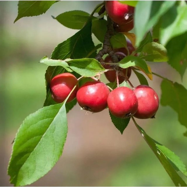 Hochstamm Zierapfel Appletini Malus Hybride rot, Höhe: 80-100 cm - Bild 1