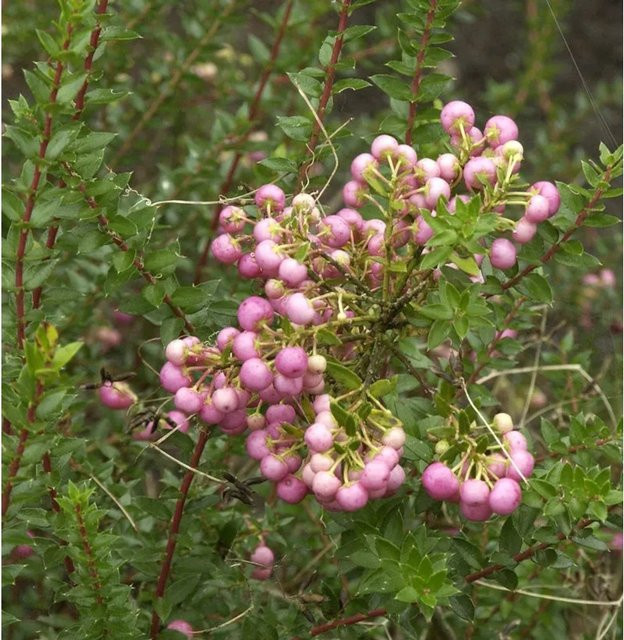 Pernettya mucronata Torfmyrthe mit rosa Beeren als Strauch für den Garten - Bild 1