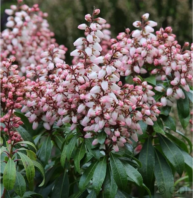 Pieris japonica Bonfire Schattenglöckchen Lavendelheide in Pink, Zierstrauch für Steingarten, Kübel und Heidegärten - Bild 1