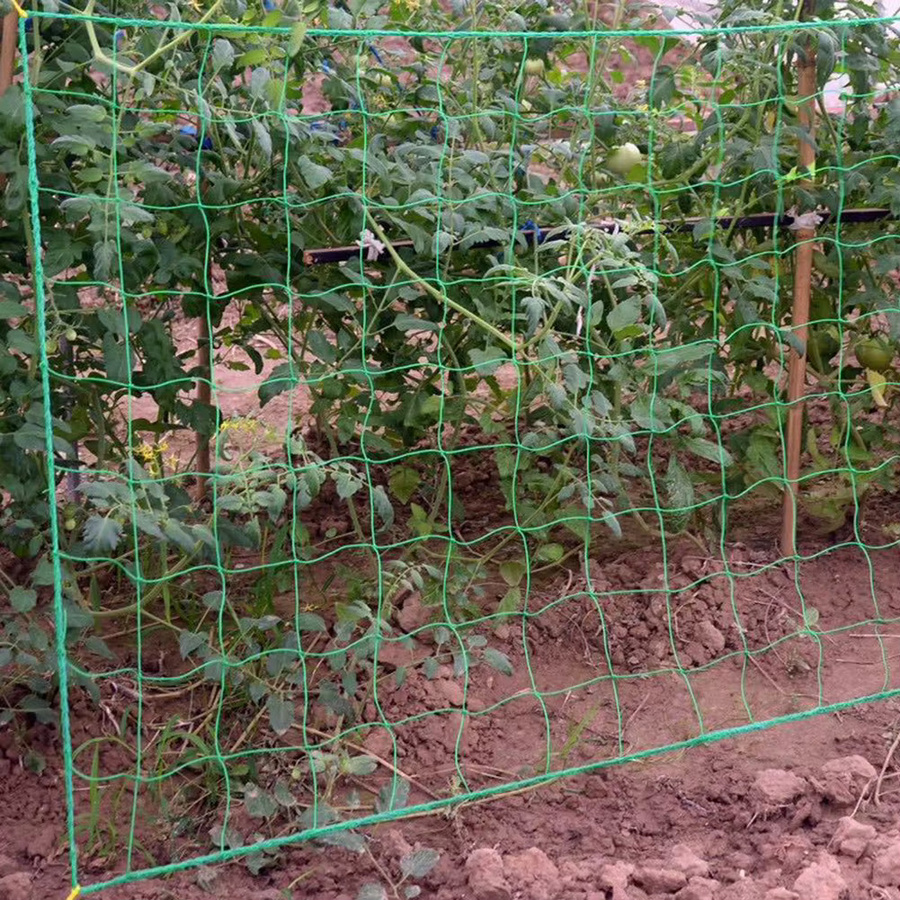 ALLOYSEED Klettergitter Rattan Netz in Grün als Verschleißfeste Rankhilfe für Gartenpflanzen und Gemüse wie Gurken und Wassermelonen - Bild 4