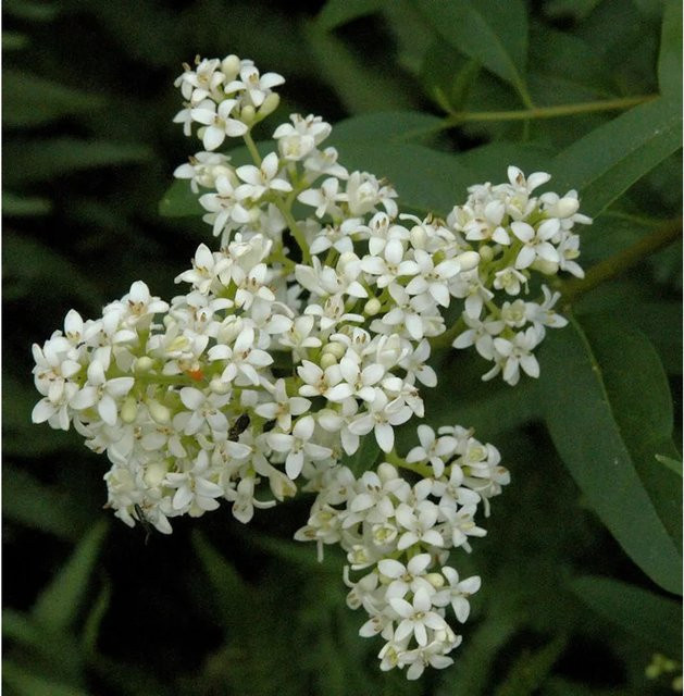 Gewöhnlicher Liguster Ligustrum vulgare als pflegeleichte Hecke oder Ziergehölz von Nr-01.de, Höhe: 40-60 cm - Bild 1