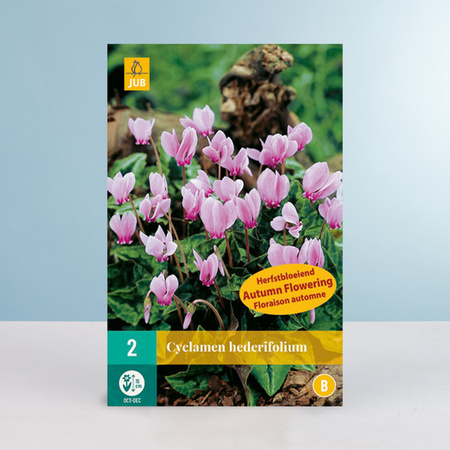 Alpenveilchen Hederifolium mit 2 Knollen von BLUME2000