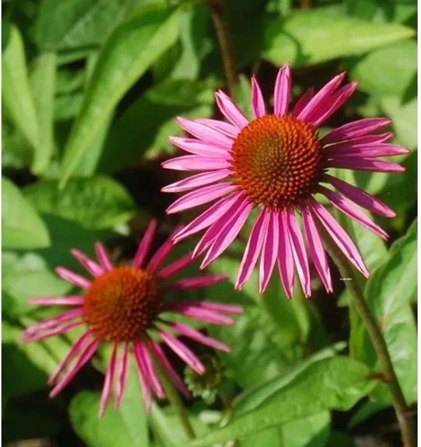 Sonnenhut Pica Bella Echinacea purpurea pink als Schnittblumepflanze für den Garten - Bild 1