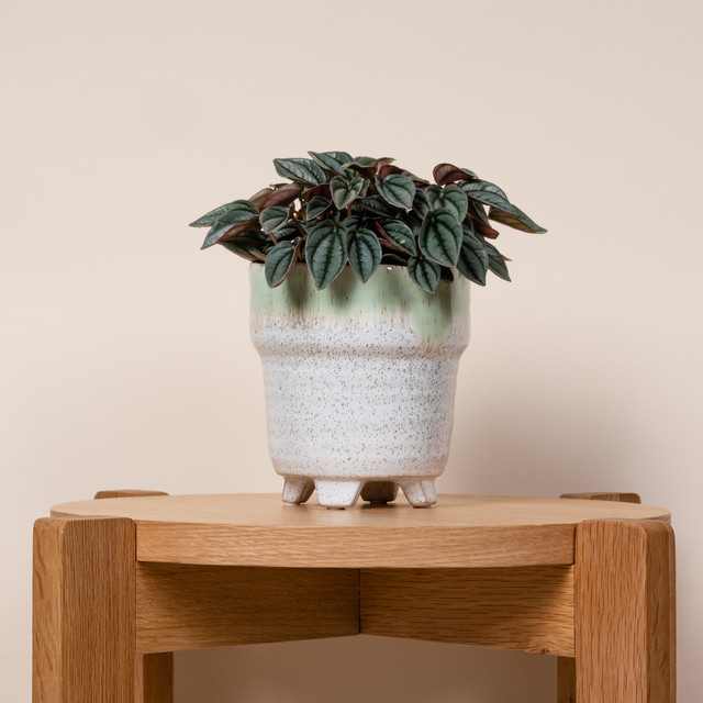 Keramik Übertopf für Orchideen von BLUME2000 in Grün/Weiß, Tischmodell, Höhe: 11,7 cm, Breite: 12,0 cm, Tiefe: 11,7 cm - Bild 1