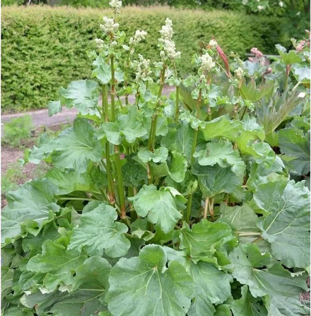 Chinesischer Zier-Rhabarber Rheum palmatum von Nr-01.de, mehrjährige Gartenpflanze in Rot und Grün - Bild 1