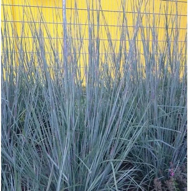 Bartgras Prairie Blues Schizachyrium scoparium blau mehrjährig - Bild 1