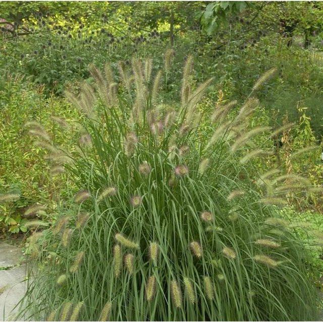Lampenputzergras Herbstzauber Pennisetum alopecuroides von Nr-01.de, grüne Zierstaude für den Garten - Bild 1