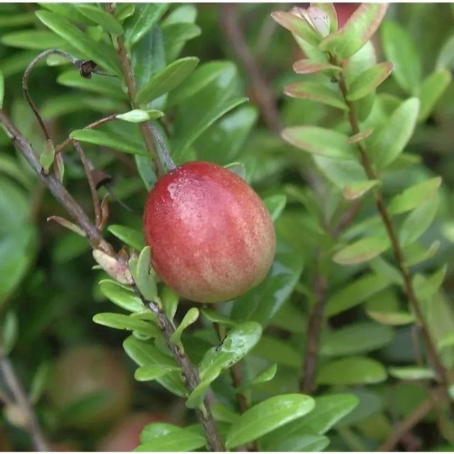 Großfrüchtige Moosbeere Big Pearl Vaccinium macrocarpon als Beerenstrauch für deinen Garten - Bild 1