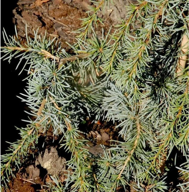 Säulen-Atlaszeder Calocedrus decurrens grün Höhe: 100-125 cm - Bild 1