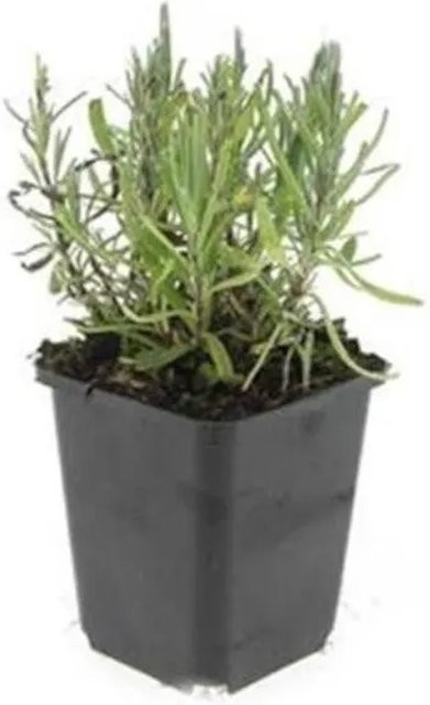 Exotenherz Lavendel Set Lavandula Angustifolia Munstead Echter Lavendel mit 60 Pflanzen im 9cm Topf - Bild 1