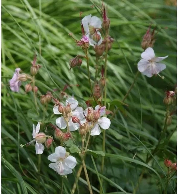 Storchenschnabel Saint Ola Geranium cantabrigiense pink als pfarrige Bodendecker-Staude für deinen Garten - Bild 1