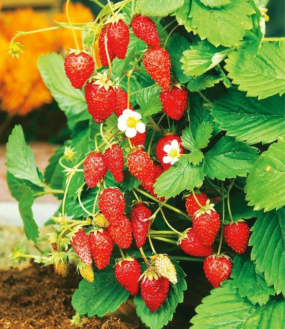 Monatserdbeere - Bild 1