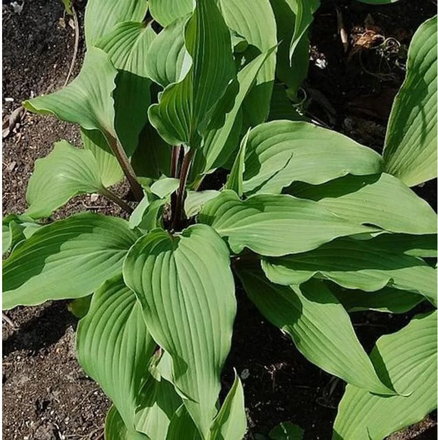 Hosta Red October Lanzellenblattfunkie als Bodendecker in Rot und Grün - Bild 1