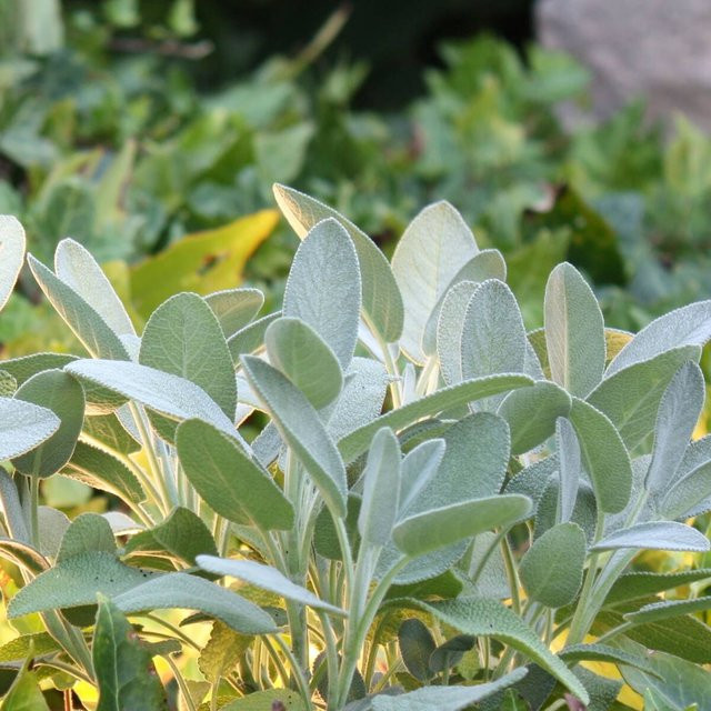 Blu Bio-Salbei Salvia im Topf mit einem Durchmesser von ca. 12 cm - Bild 2