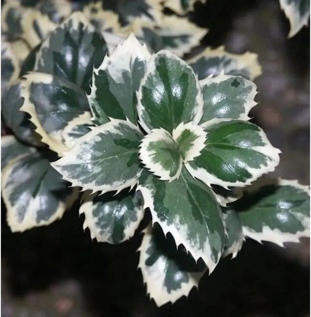 Stechpalme Ilex meserveae Casanova in Grün für deinen Garten - Bild 1