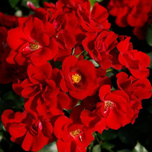 KORDES ROSEN Rose Marondo als mehrfarbiger Zierstrauch in Rosa, Rot und Grün - Bild 1