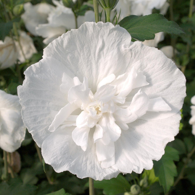 Gartenhibiskus White Chiffon in Weiß - Bild 1