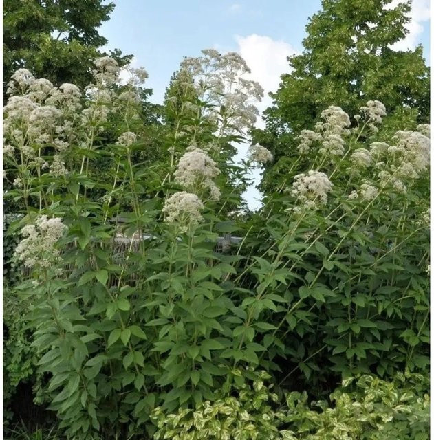 Durchwachsener Wasserdost Eupatorium perfoliatum als mehrjährige Heilpflanze im Topf - Bild 1