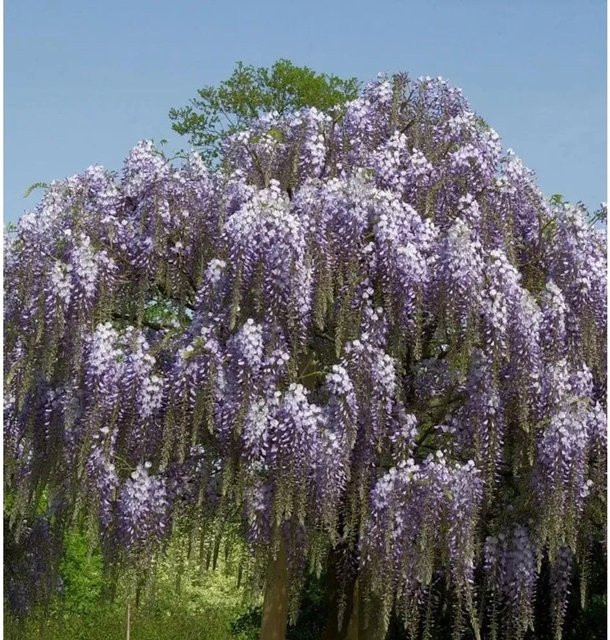 Blauregen Aunt Dee Wisteria floribunda Kletterpflanze in Lila, Höhe: 60-80 cm - Bild 1