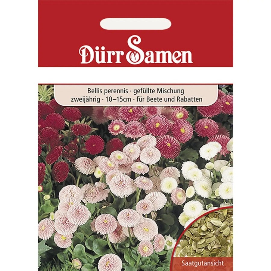 Dürr Gänseblümchen Saatgut Gefüllte Mischung Zweijährig 250 g - Bild 2
