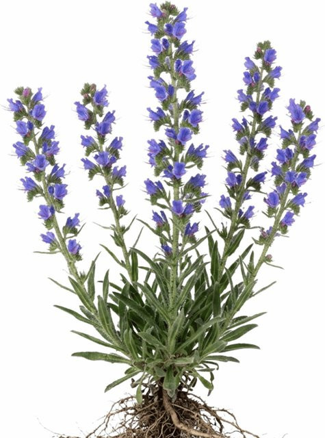 LaCaTho Natternkopf Samen Echium Vulgare Blaue Wildblume 500 Stück - Bild 1