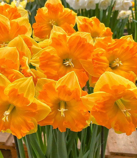 Narzisse Outright Orange - Bild 1