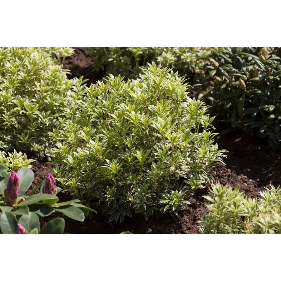 Pieris Japonica Variegata Japanische Lavendelheide mit weiß-grünen Blättern, 20–25 cm - Bild 2