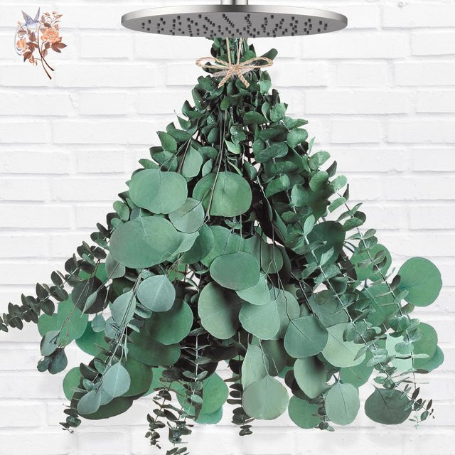 15 Stück getrockneter Eukalyptus-Silberdollar in Grün von YN HI FLOWER zur Dekoration - Bild 1