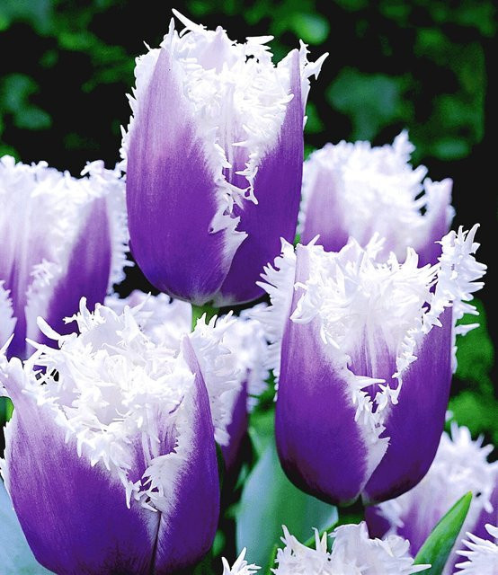 Tulpe Blue Cummins - Bild 1